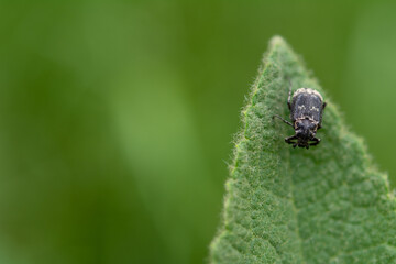 Valgus hemipterus a small species of scarab beetle. Macro photography of a beetle Valgus hemipterus on a green leaf.