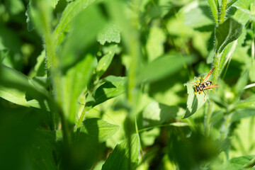 Wasp in the grass. Wasp close-up on a green grassy background on a sunny spring day. A series of shots of a wasp.