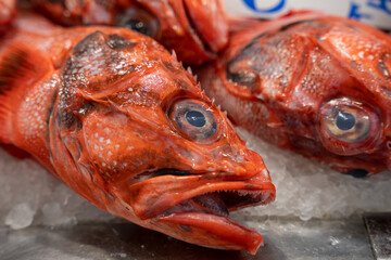Obraz na płótnie Canvas red fish in a fish market stacked on top of each other on light ice and the fish are looking directly at you