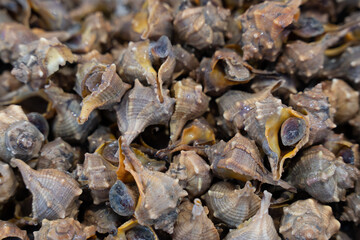 snails in a fish market stacked on top of each other on light ice, forming an interesting pattern