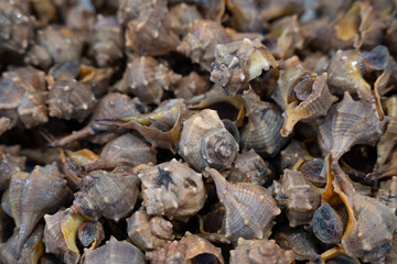 snails in a fish market stacked on top of each other on light ice, forming an interesting pattern