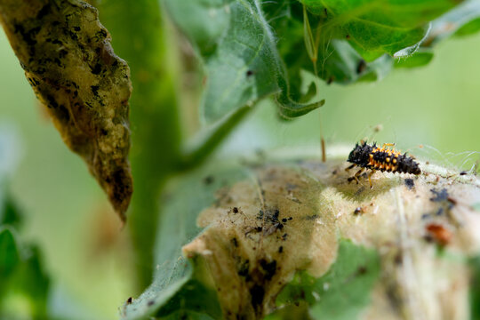 Ladybug Larva - Harmonia axyridis. A Ladybug Larva (Harmonia axyridis) on a leaf at sunny day