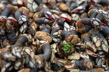 snails in a fish market stacked on top of each other on light ice, forming an interesting pattern