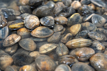 snails in a fish market stacked on top of each other on light ice, forming an interesting pattern