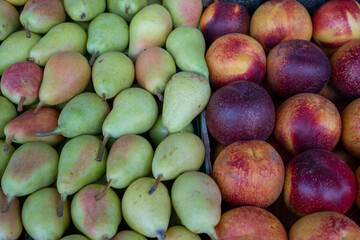 lots of pears and nectarines put in a box