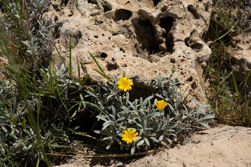 between the light yellow-brown stones bloom small yellow flowers in sunny weather