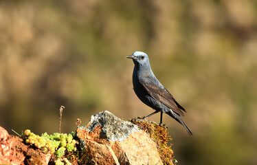 Un roquero solitario en el campo en primavera