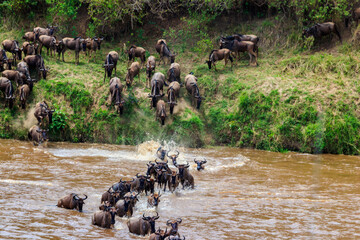 Wildebeest crossing the Mara river in Serengeti national park, Tanzania. Great migration