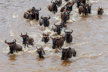 Wildebeest crossing the Mara river in Serengeti national park, Tanzania. Great migration - obrazy, fototapety, plakaty
