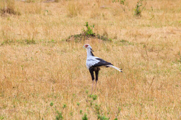 Obraz na płótnie Canvas Secretarybird or secretary bird (Sagittarius serpentarius) walking in Serengeti national park, Tanzania