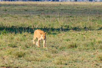 Lioness (Panthera leo) walking in savannah in Serengeti national park, Tanzania