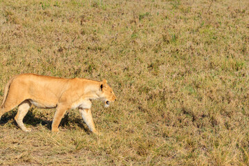 Lioness (Panthera leo) walking in savannah in Serengeti national park, Tanzania