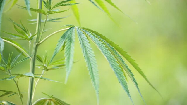 Young industrial hemp plant growing in farm for CBD oil and hemp seed oil extract