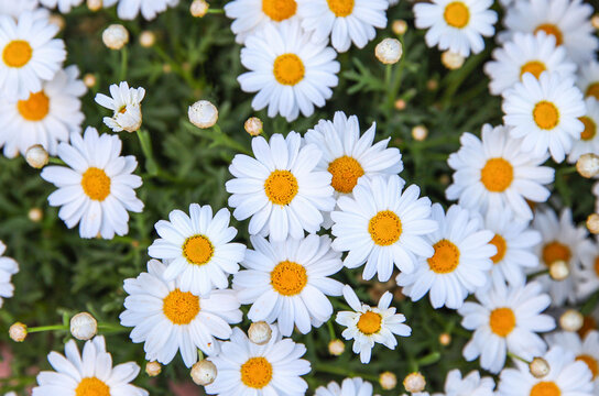 Daisies in a garden