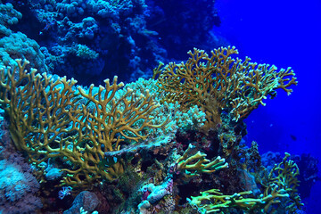 coral reef background, underwater marine life ecosystem ocean sea