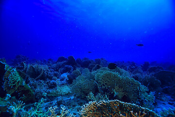 Fototapeta na wymiar underwater landscape in the sea on a coral reef background