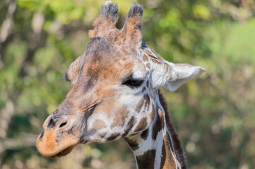 Obraz premium キリンの顔