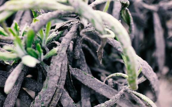 Plants green roots covered in volcanic grey ash