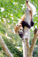 レッサーパンダ