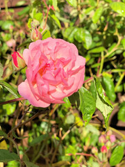 rose in the garden