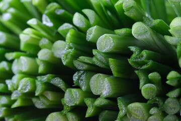 close up cross section of chopped green Garlic chives (Chinese chives)
