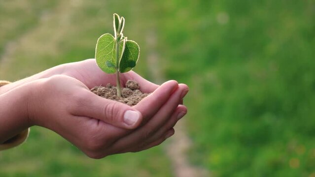 Close up of female hands holding soybean sprout on background field during sunset. Farmer checks crop in agriculture. Business ecology agriculture gardening concept. Eco-agriculture life. Slow-motion