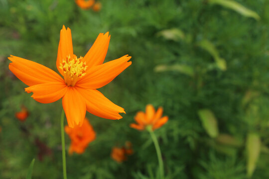 Cosmos sulphureus - sulphur cosmos. Orange wild spring flower growth on blur green meadow background. Nature beauty.