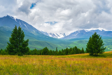 Atmospheric green forest landscape. Minimalist scenery with edge coniferous forest and rocks in light mist. Mountain alpine woodland.