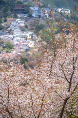 吉野山の桜