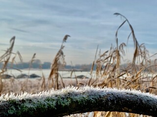 Delft, winter, frost, landscape, delftse hout, nature, the netherlands
