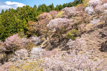 吉野山の桜