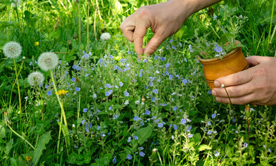 Close-up of a hands picking medicinal herbs on a lawn in the forest.