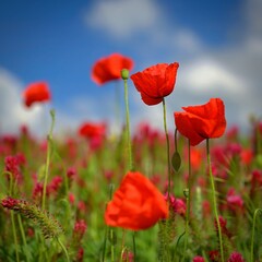 Summer landscape. Beautiful flowering field with poppies and clovers. Colorful nature background with sun and blue sky.