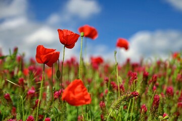 Summer landscape. Beautiful flowering field with poppies and clovers. Colorful nature background with sun and blue sky.