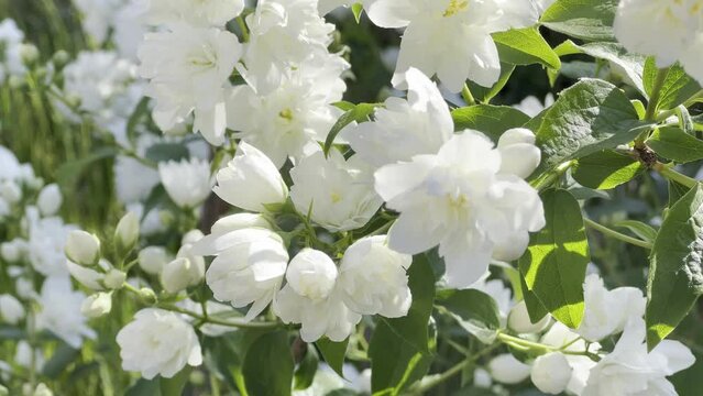 falscher Jasmin