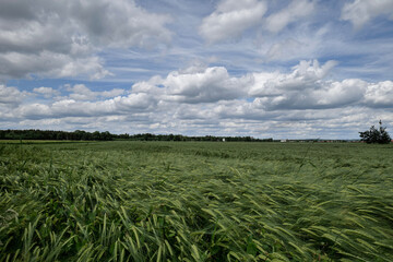 field of wheat