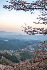 吉野山の桜