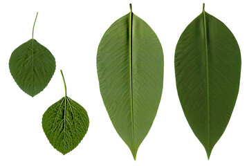 leaves on white background. Top view. Clipping path