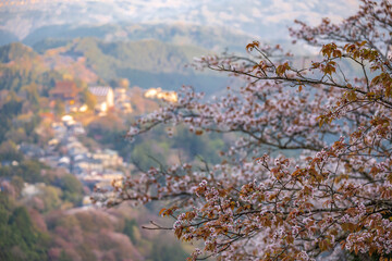 吉野山の桜