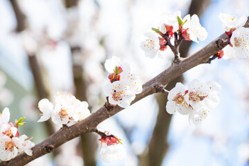 Spring. Branch with white flowers from an apricot tree close-up against the backdrop of a garden