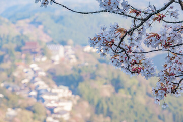 吉野山の桜