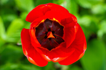Close-up bright red tulip flower on a green background, pistil and stamens