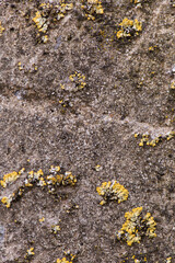Background concrete aged with traces of fungus, moss and plaster, grainy surface