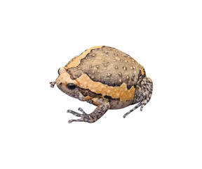 Banded bullfrog (kaloula pulchra) tropical amphibians isolated on white background , clipping path