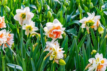 Fototapeta premium Narcissus flower at Dutch garden. Beautiful flowers in bloom, springtime.