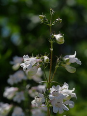 白花のリンドウツリガネヤナギ