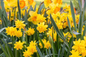 Fototapeta premium Narcissus flower at Dutch garden. Beautiful flowers in bloom, springtime.