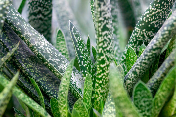 background of the aloe succulent plant