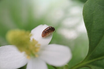 花とダンゴムシ