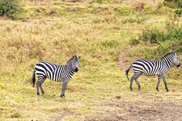 Tanzania, Serengeti park – Zebra.
